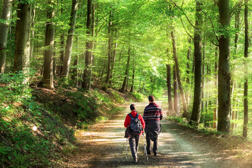 Forest walking trail image showing the nice trail system available in land for sale old Chelsea Quebec